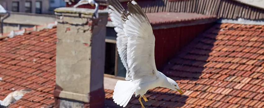 Residential Chimney Animal Removal Solution in Sunset, FL